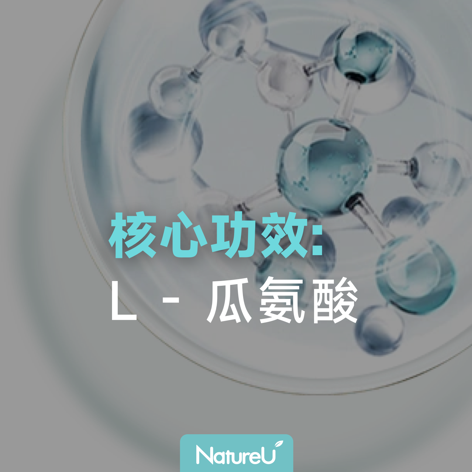 L - 瓜氨酸：自然支持肌肉恢復與腸道健康